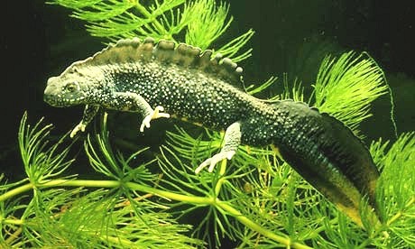 Great crested newt